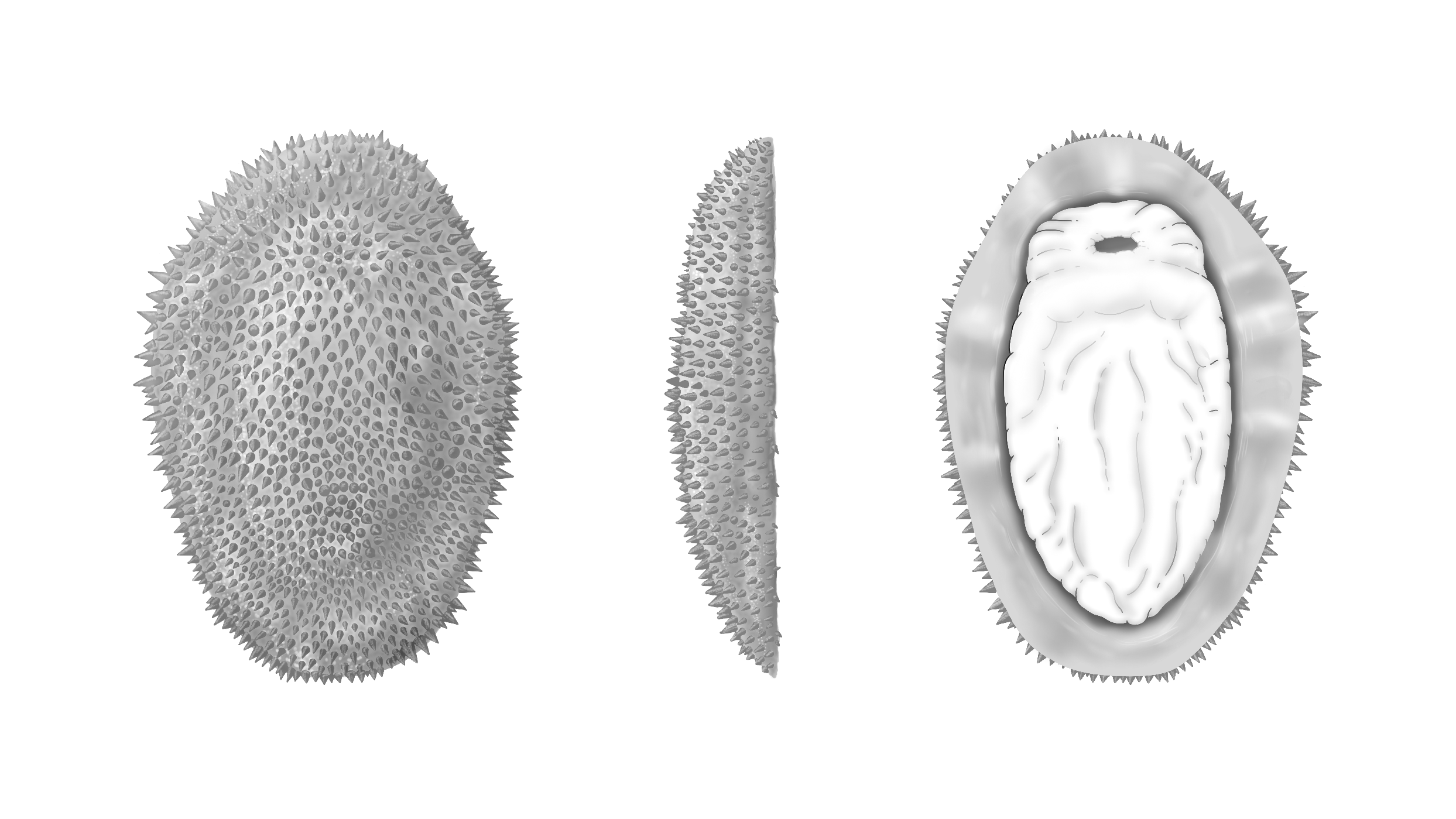 Half-a-billion-year-old spiny slug reveals the origins of molluscs