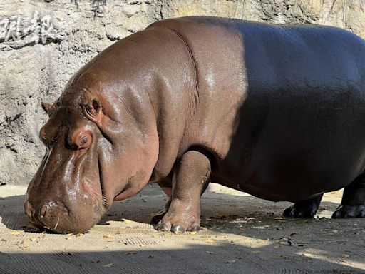 大阪天王寺動物園「雄性」河馬 入住7年始知是女兒身 (18:24) - 20240423 - 熱點