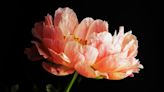 The Meaning of the Peony Flower