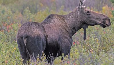 Man dies after being charged, kicked by moose in Alaska neighborhood