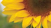 Slate River Band to kick off local farm’s sunflower season
