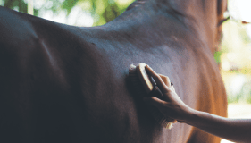 I tried Wild West ‘horse therapy’ and learned so much about myself