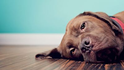 Worried about your dog's mental health? Trainer reveals surprising reason why they may be feeling scared or anxious (and what you can do about it)