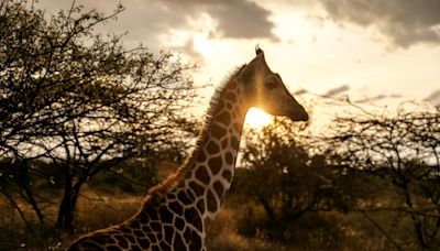 Giraffes bring peace to Kenyan communities once at odds