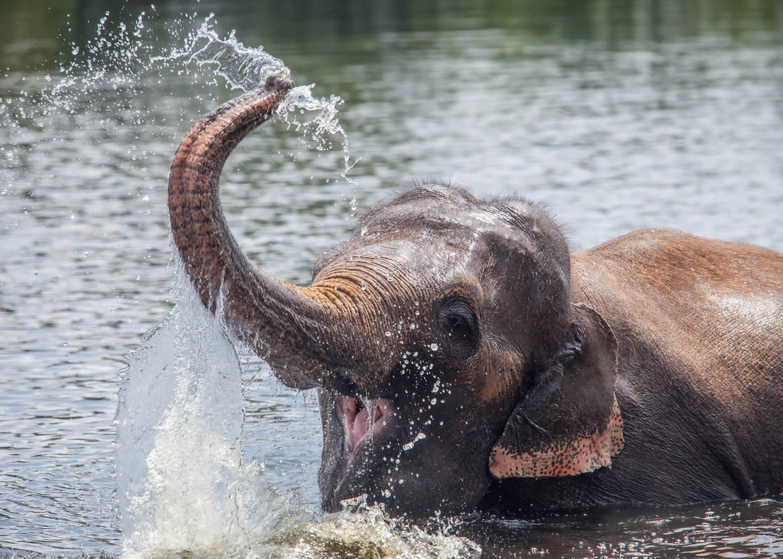 Cute Video of Rescued Elephant ‘Playing’ Like a Kid Is Making Everybody Smile