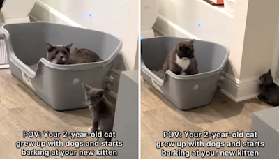 Cat raised by dogs, starts "barking" at new kitten in viral video