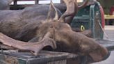 More than 5,200 hunters eligible to take part in N.B. moose hunt now underway