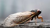 South Carolina sheriff: Stop calling about that 'noise in the air.' It's cicadas.