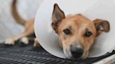 Cone of Shame: When Your Dog Needs It—and Some Alternatives