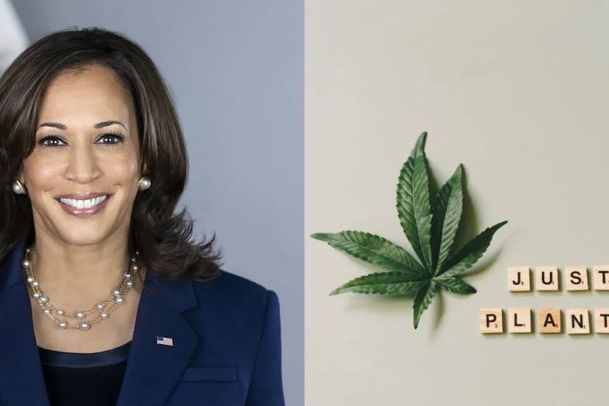 Kamala Harris Gets Her Own Cannabis Strain 'Kamala Kush' Whether She Likes It Or Not: Watch Jimmy Kimmel Break The...