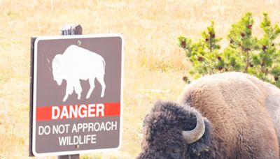 ‘Disorderly’ Yellowstone tourist kicks bison, bison hits back