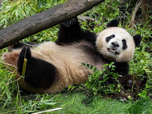 Giant pandas arrive at San Diego Zoo