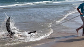 Watch 7.5-foot alligator fight back as he’s rescued from the surf of Texas beach