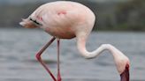 How Will Climate Change Hurt Lesser Flamingos?