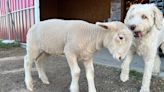 Interspecies Love: Animals Bond at Colorado Sanctuary Luvin Arms