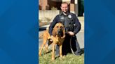 Gastonia police dogs save child, catch armed car theft suspect