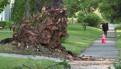 Michigan Attorney General sues tree service companies for price gouging following severe weather