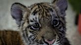 'Asha', la tigresa de bengala de 4 meses rescatada de una vivienda en Ciudad de Guatemala
