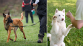 Should you train dogs with reward or punishment? Views vary in the Singapore dog-training community