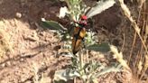 Spring brings out the Iron Cross Blister Beetles