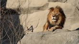 Simba the lion to leave Detroit Zoo after more than a decade