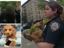 Footage shows tearful NYC cops rush to save poodle after it’s thrown off ledge by owner who ‘snapped’