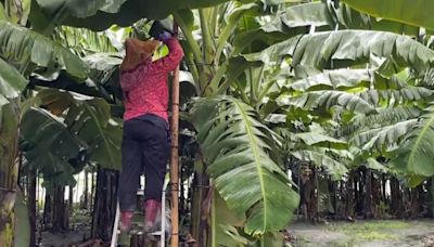 紅棗農雇工人狂搶收 農民砍芋頭葉防連根拔起