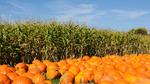 28 Things You Never Knew About Pumpkins