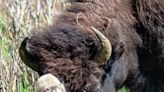 Reported birth of rare white buffalo calf in Yellowstone park fulfills Lakota prophecy