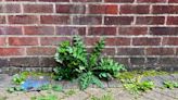 Woman's 'game-changing hack' to stop weeds growing between paving slabs - using kitchen staple