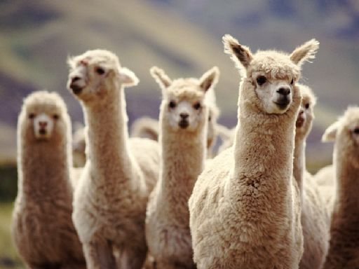 PETA Calls Marks & Spencer’s Alpaca Wool Ban Reversal a ‘Slap in the Face’