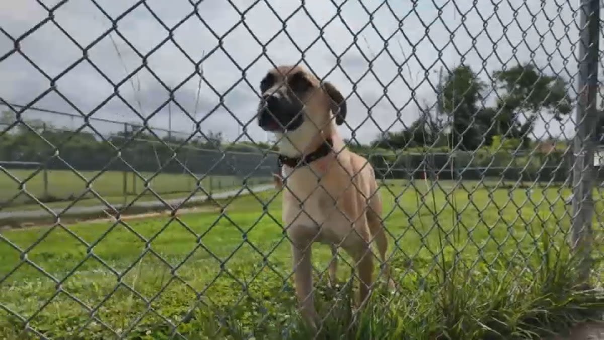 Delaware animal shelter forced to close after many dogs got sick from respiratory virus