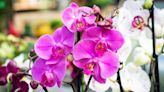 'How often should I water my orchid?' Our house plant experts give you the definitive answer