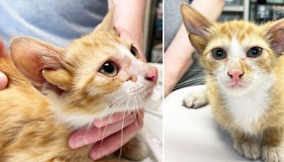 Animal rescuers take in kitten born with four ears, name him Audio