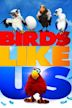 Birds Like Us