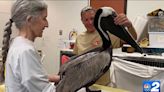 Disoriented pelican found on Marco Island may have red tide poisoning, experts say