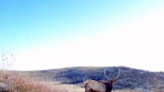 Watch as massive elk crosses trail right in front of cyclists in Colorado mountains