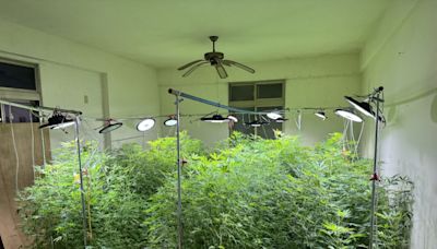 警方破獲毒品大麻栽種場 | 蕃新聞