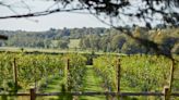 Inside the English wine rush that will make fortunes – or break them