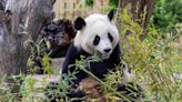 Llegan Jin Xi y Zhu Yu, la nueva pareja de pandas al zoo de Madrid