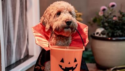 Spook-tacular 2024 Pet Costumes: Top Halloween Picks for Dogs & Cats from Amazon, Target, PetSmart & More - E! Online