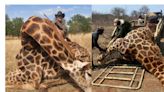 Asesinan con un disparo en la cabeza a cazador de animales silvestres en África