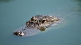 Alligator removed from lake, killed in McDowell County, agency says