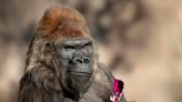 Beloved gorilla Winston, second oldest in the U.S., euthanized at San Diego Zoo