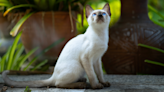 Siamese Cat Causes a Power Outage and Couldn't Be More Unbothered