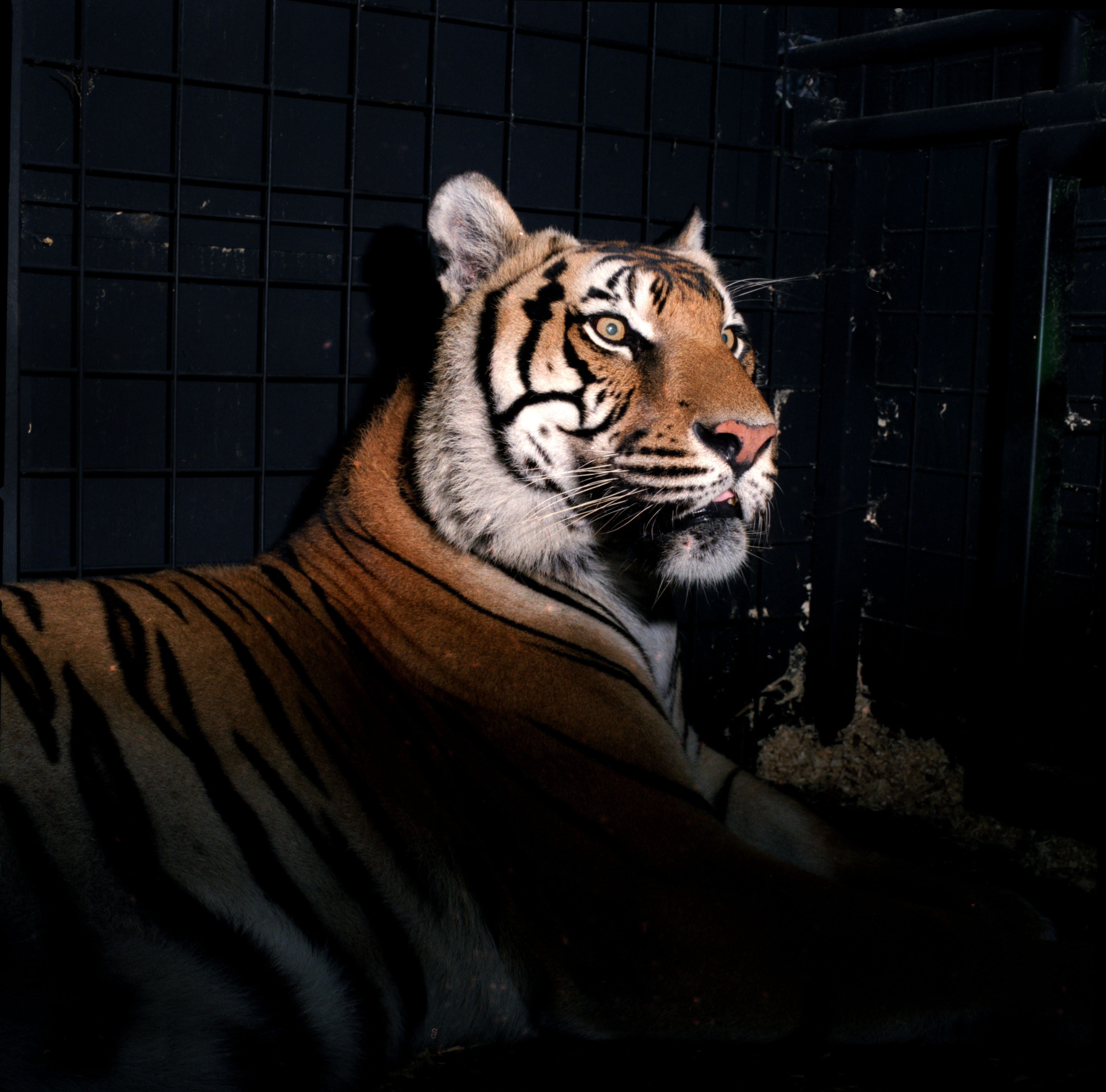 Is a tiger loose in Cincinnati? They've been captured in other cities