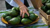 43 tons of avocado: Texas market sets World Record with massive fruit display
