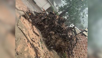 Muere una abuela de 74 años tras caerle un árbol por los vientos de la tormenta tropical Beryl