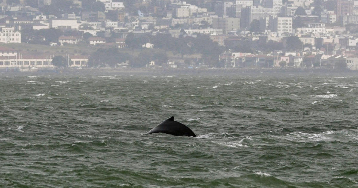 Ocean experts warn boaters of humpback whales in SF Bay, near shore