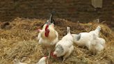 México levanta cuarentena tras casos de gripe aviar AH5 en estado norteño de Sonora